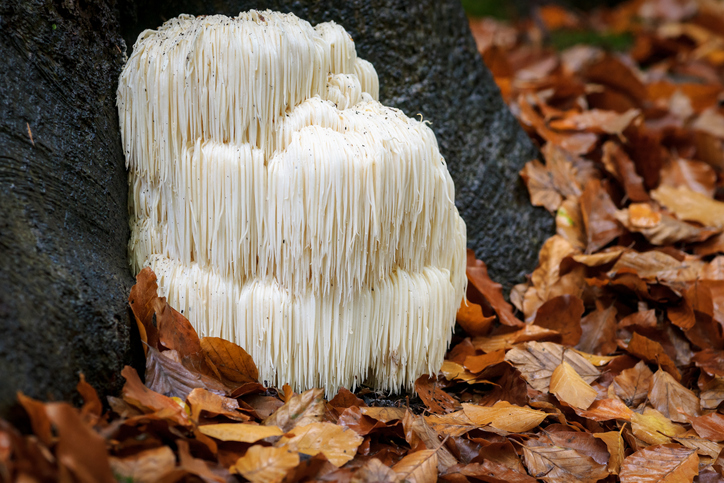 Mushrooms for the mind: Research concludes Lion’s Mane improves cognitive performance and reduces stress