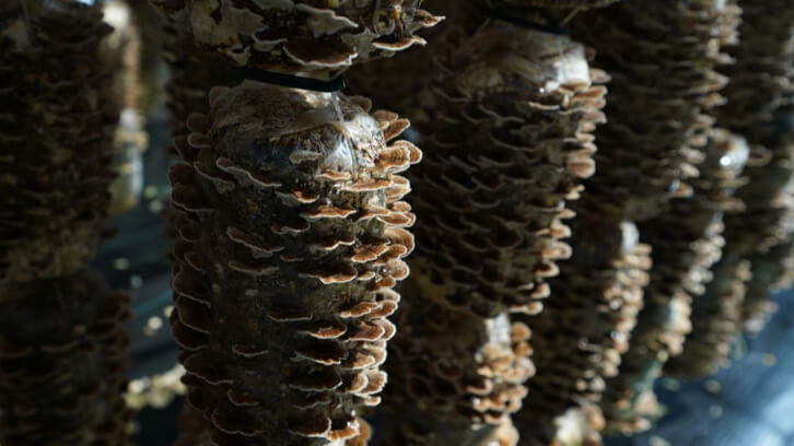 Nammex more than doubles turkey tail mushroom cultivation