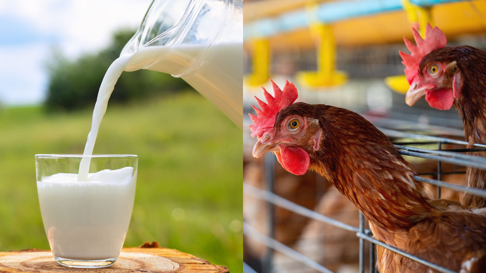 Bird flu outbreak in India: Is it safe to consume milk, eggs and other animal products?