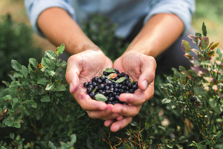 Givaudan’s wild blueberry extract reduces postprandial fatigue: Study