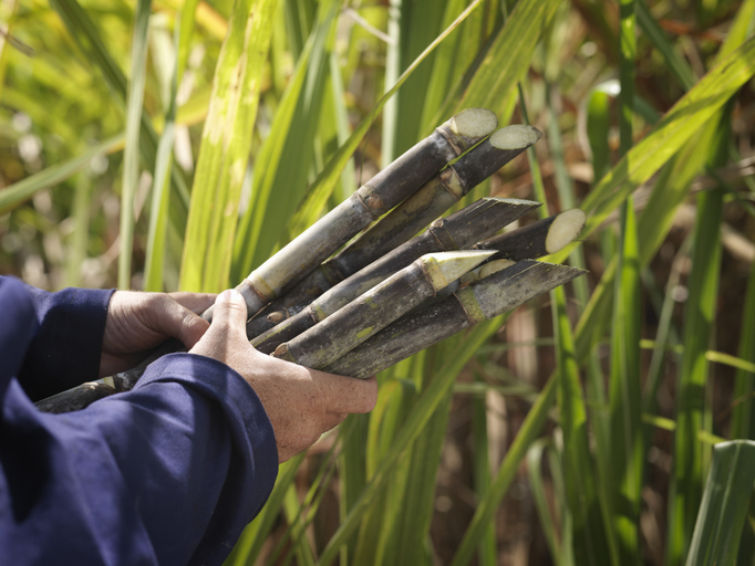 Sugarcane fix: Revolutionary remote trial to explore health benefits of polyphenols in plant extract