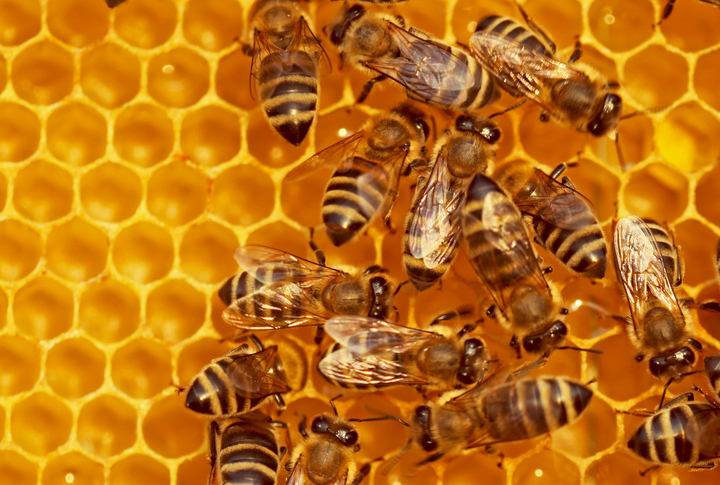 Beeswax offers natural solution for nanoencapsulation: Study