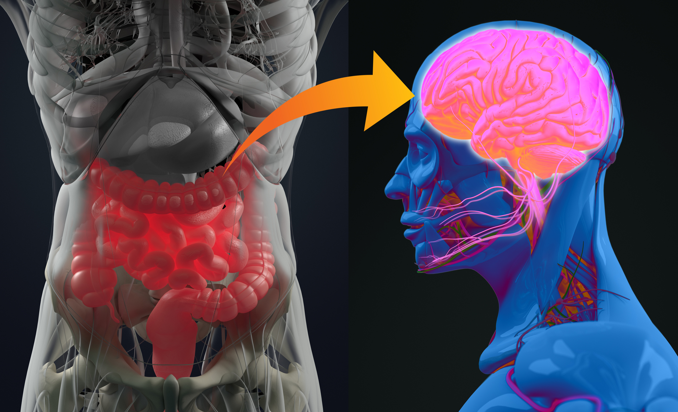 Metabolic complications blunt benefits of probiotics on depression, data suggests