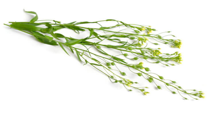 Yield10 and Rothamsted extend partnership to commercialize camelina-derived omega-3
