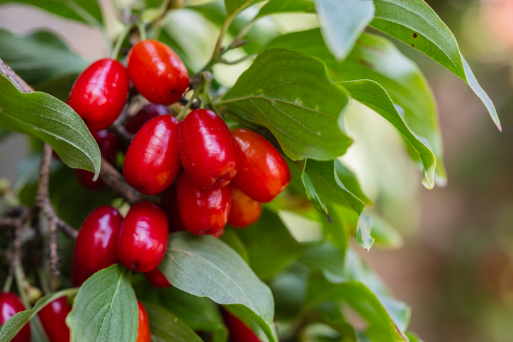 Cornelian cherry improves cardiometabolic outcomes: Study