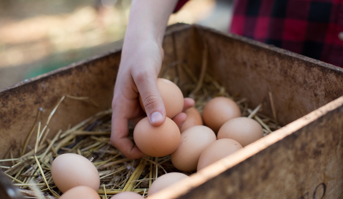 How to Do the Egg Float Test, According to a Chicken Farmer
